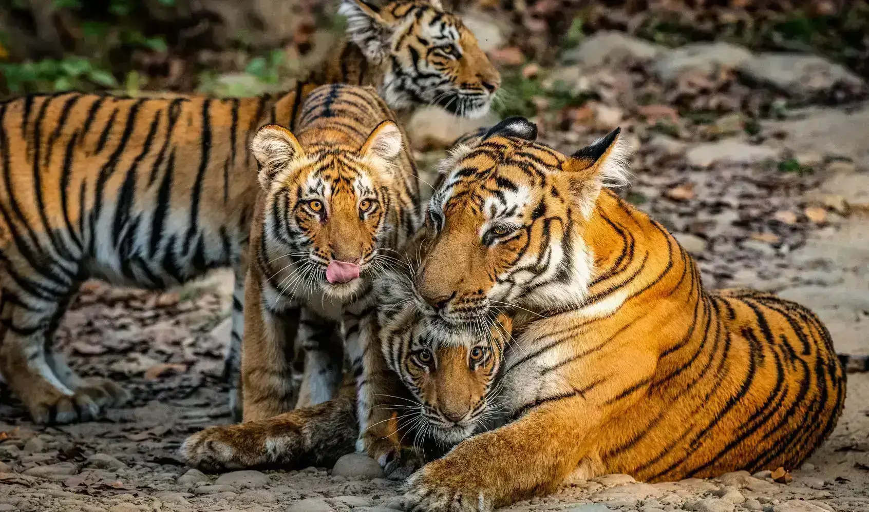 Jim Corbett National Park, Uttarakhand – Everything You Need to Know Before Visiting