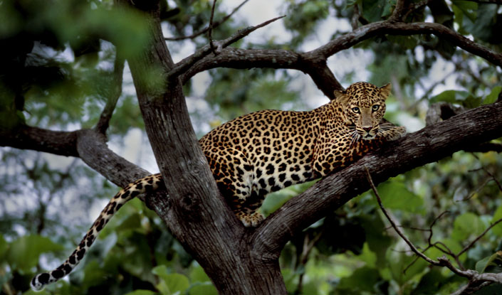 Ranthambore