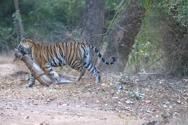 Bandhavgarh