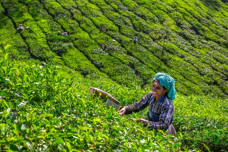 Munnar, India