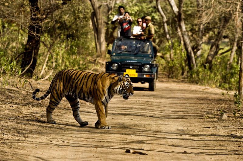 Local Sightseeing and Safari in Jim Corbett National Park