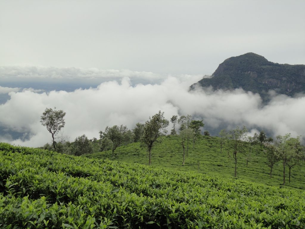 Full day Sightseeing of Ooty & Coonoor